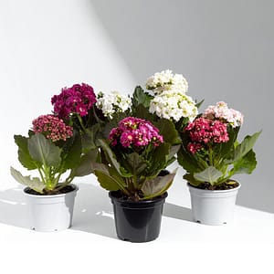 Serviço Anual - Vaso de Calandiva