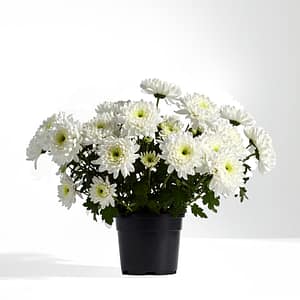 Serviço Anual - Vaso de Crisântemo Branco